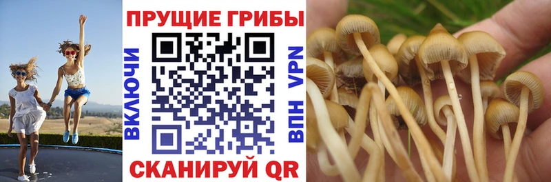 Купить где  Городовиковск  Галлюциногенные грибы GOLDEN TEACHER 